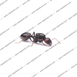 MESSOR BARBARUS