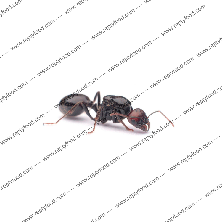 REGINA MESSOR BARBARUS - FORMICA REGINA