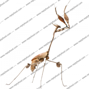GONGYLUS GONGYLODES - MANTIDE ASIATICA
