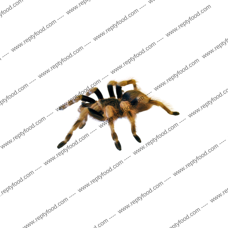 NHANDU CHROMATUS - TARANTOLA BRASILIANA