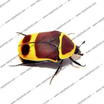 PACNODA MARGINATA - COLEOTTERO AFRICANO