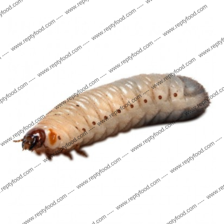PACNODA MARGINATA LARVA L3