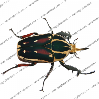 MECYNORRHINA TORQUATA UGANDENSIS COPPIA