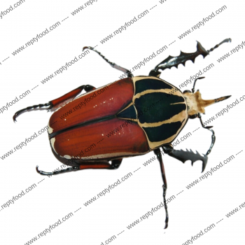 MECYNORRHINA TORQUATA UGANDENSIS COPPIA