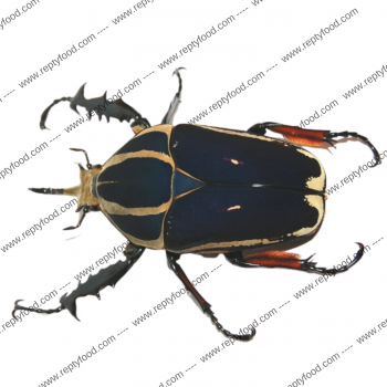 MECYNORRHINA TORQUATA UGANDENSIS COPPIA