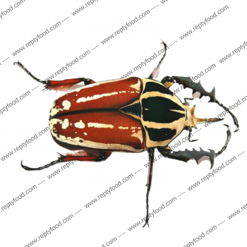 MECYNORRHINA TORQUATA UGANDENSIS COPPIA