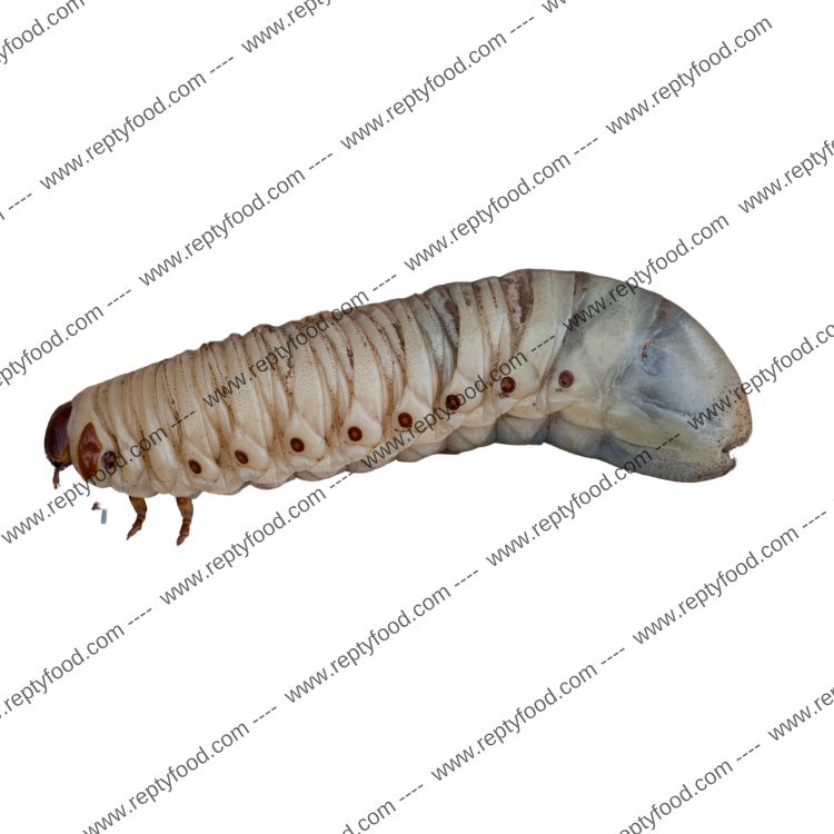 MECYNORRHINA TORQUATA UGANDENSIS LARVA