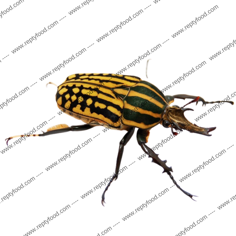 MECYNORRHINA SAVAGEI COPPIA