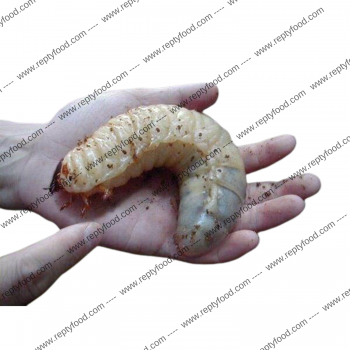 GOLIATHUS GOLIATUS LARVA - COLEOTTERO GIGANTE AFRICANO