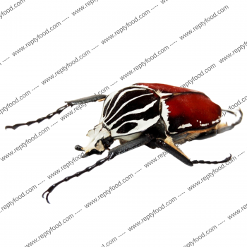 GOLIATHUS GOLIATUS LARVA - COLEOTTERO GIGANTE AFRICANO