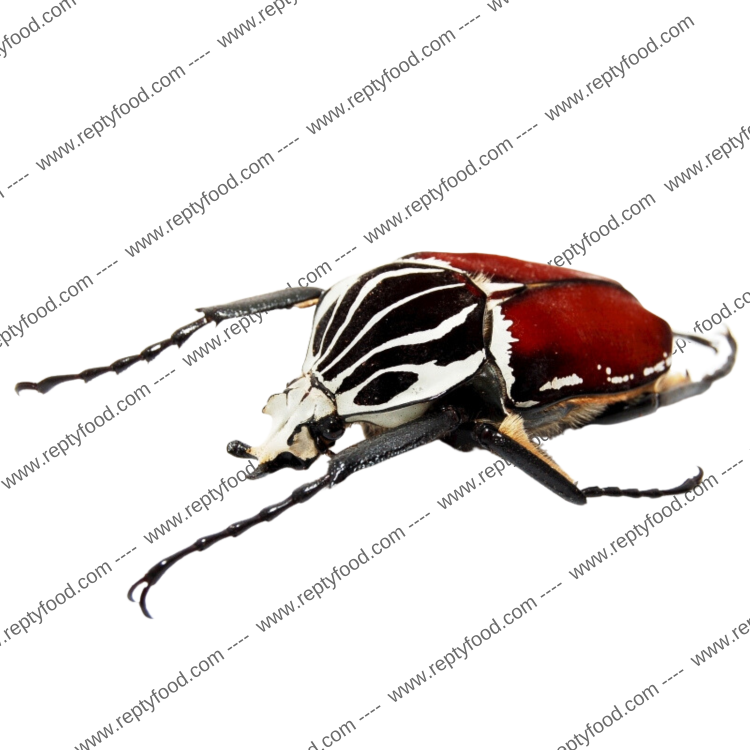 GOLIATHUS GOLIATUS LARVA - COLEOTTERO GIGANTE AFRICANO