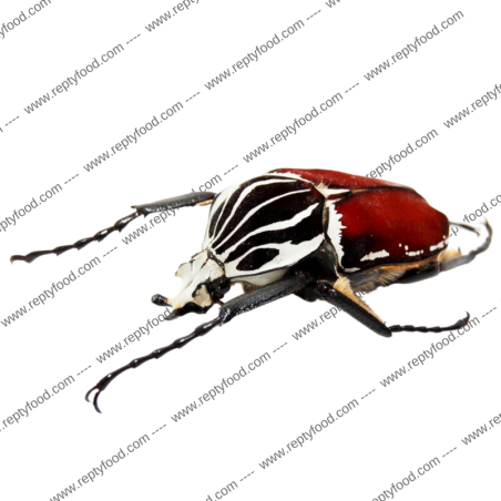 GOLIATHUS GOLIATUS LARVA - COLEOTTERO GIGANTE AFRICANO