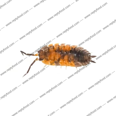 PORCELLIO SCABER "LAVA"