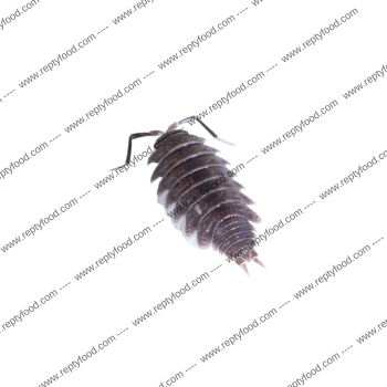 PORCELLIO HOFFMANNSEGGI