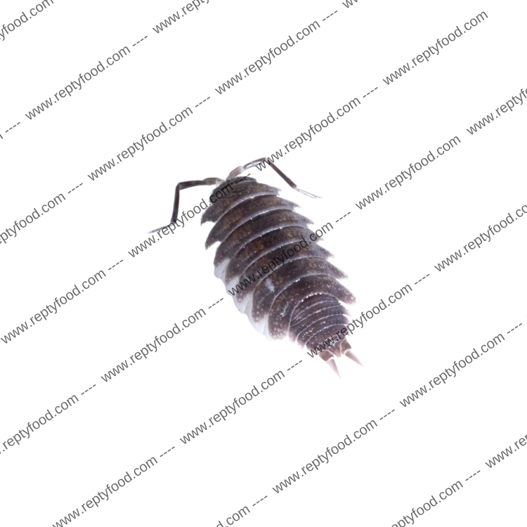 PORCELLIO HOFFMANNSEGGI - ISOPODI TERRESTRI