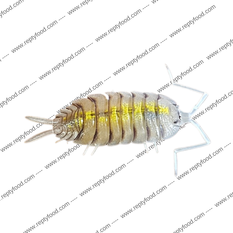 PORCELLIO BOLIVARI "YELLOW GHOST"