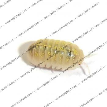 ARMADILLIDIUM VULGARE "T- ALBINO"