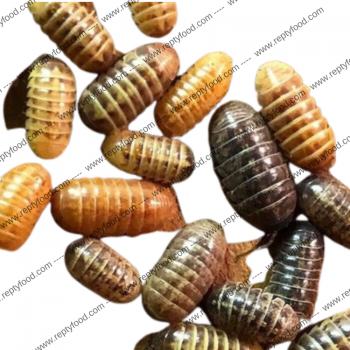 ARMADILLIDIUM VULGARE "SANTA LUCIA"