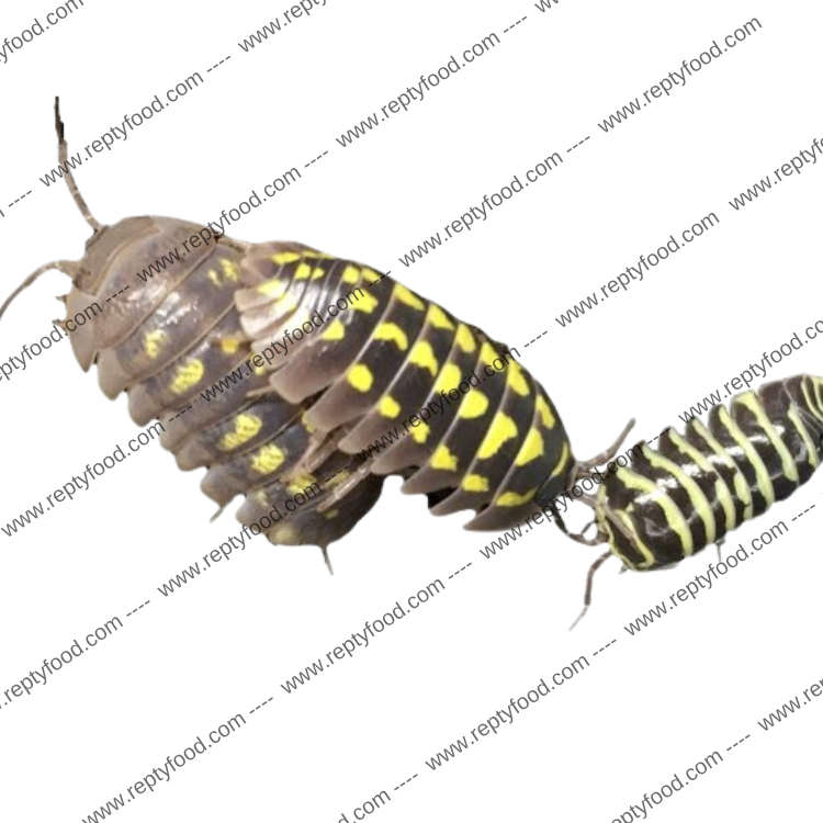 ARMADILLIDIUM VULGARE MACULATUM
