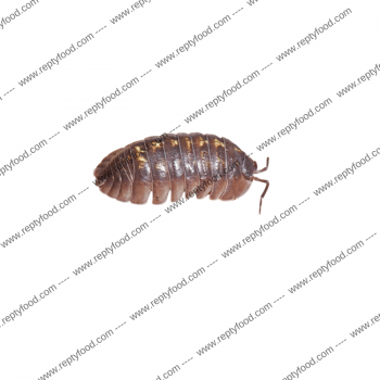 ARMADILLIDIUM DEPRESSUM
