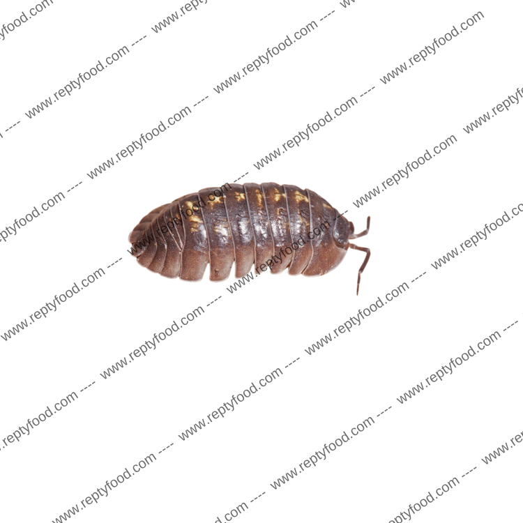 ARMADILLIDIUM DEPRESSUM