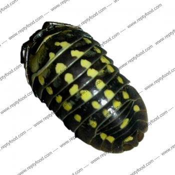 ARMADILLIDIUM GESTROI