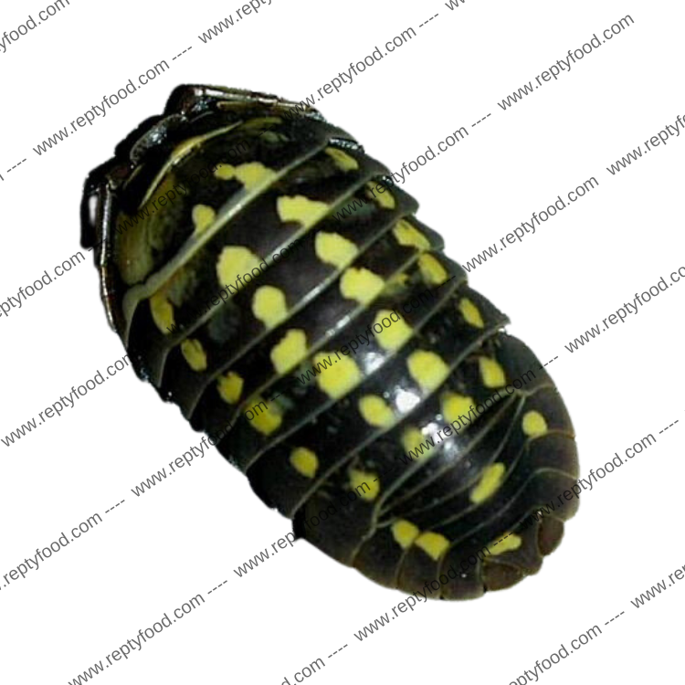 ARMADILLIDIUM GESTROI - ISOPODI TROPICALI