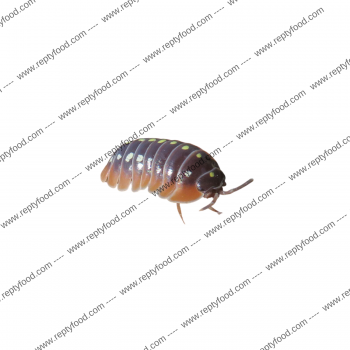 ARMADILLIDIUM KLUGI "MONTENEGRO"