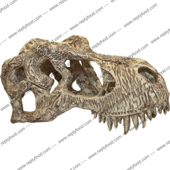 KOMODO T-REX SKULL - TANA TESCHIO DI T-REX