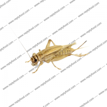 Grilli da pasto acheta domestica dose