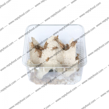 Grilli medi  acheta domestica dose