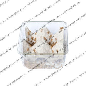 INSETTI DA PASTO Grilli small 80 pezzi