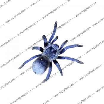 LASIOCYANO SAZIMAI - TARANTOLA BLU DEL BRASILE