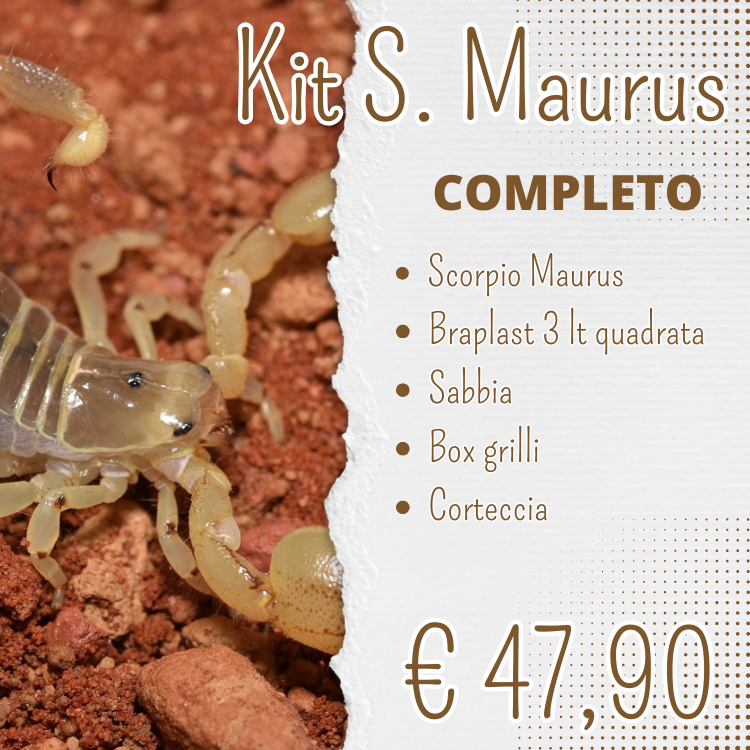 KIT SCORPIO MAURUS