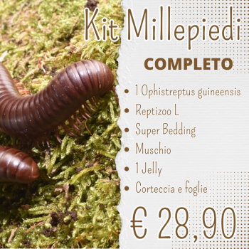 KIT COMPLETO PER MILLEPIEDI OPHISTREPTUS GUINEENSIS
