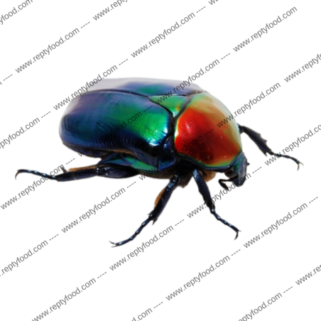 CETONISCHEMA SPECIOSA JOUSSELINI