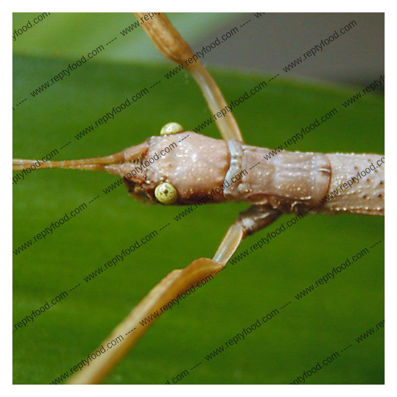 PHAENOPHAROS KHAOYAIENSIS - INSETTO STECCO