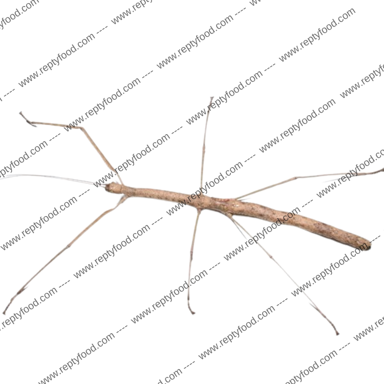 PHAENOPHAROS KHAOYAIENSIS - INSETTO STECCO DELLA THAILANDIA