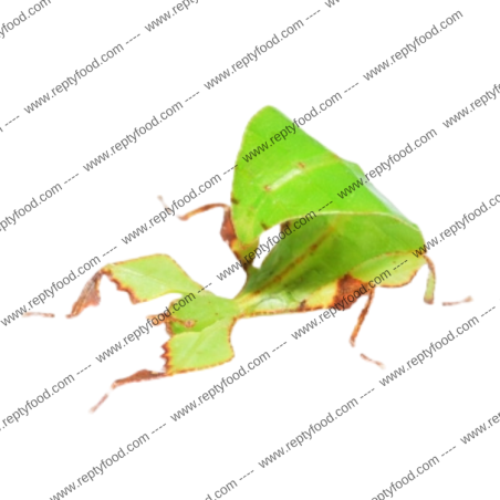 CRYPTOPHYLLIUM LIMOGESI - INSETTO FOGLIA DEL VIETNAM