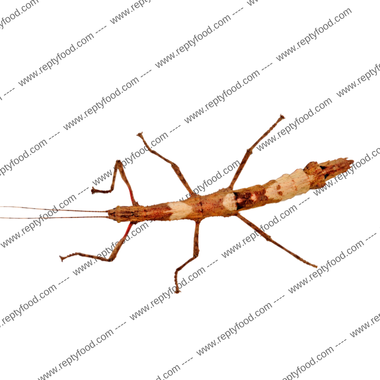 LAMPONIUS GUERINI - INSETTO STECCO