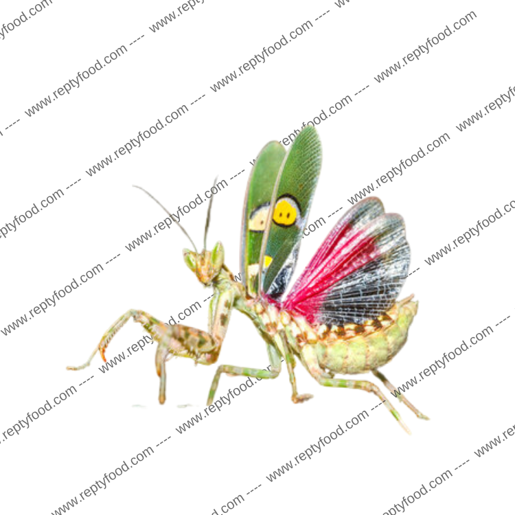 CREOBROTHER  spec. YUNNAN - MANTIDE