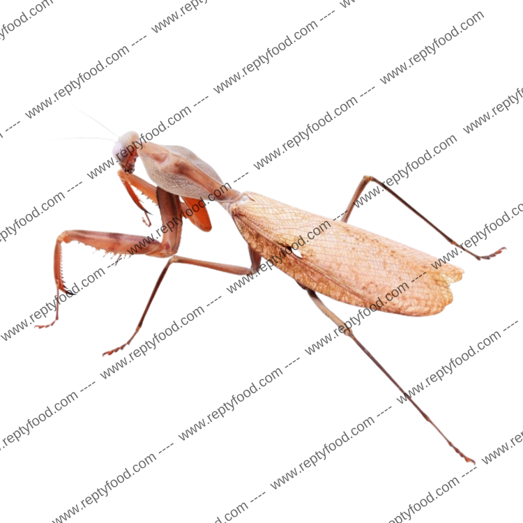 RHOMBODERA KIRBYI - MANTIDE FIORE