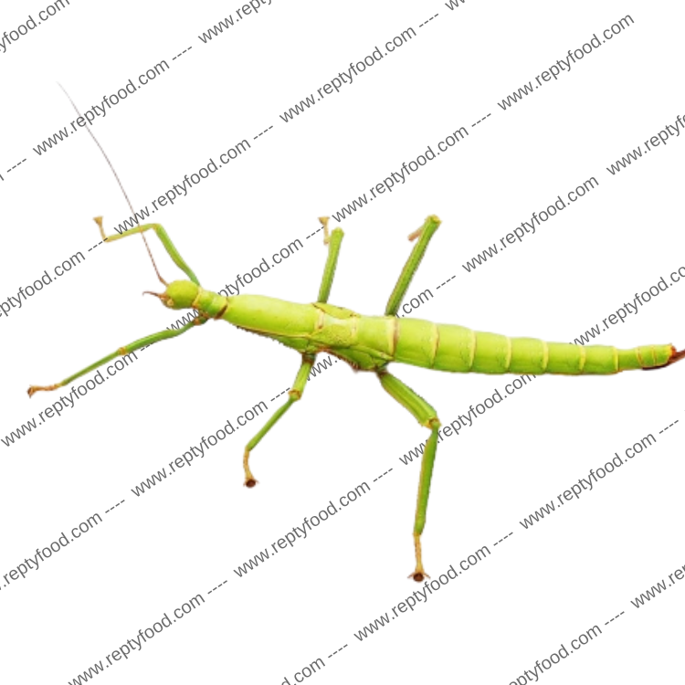 DIAPHERODES GIGANTEA - INSETTO STECCO