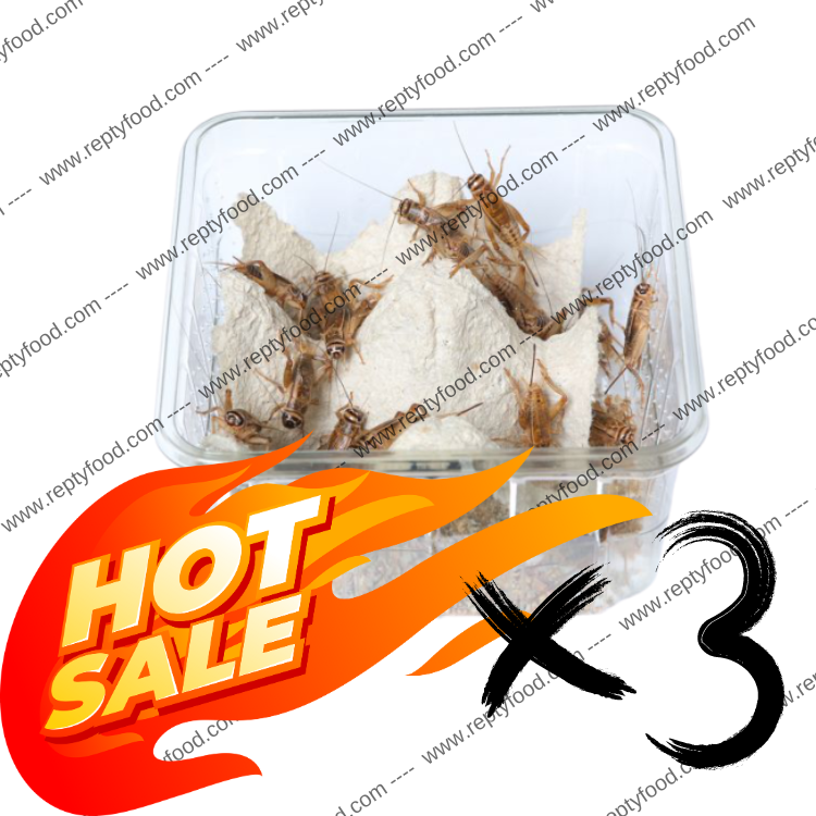 3 DOSI ACHETA ADULTI - INSETTI DA PASTO