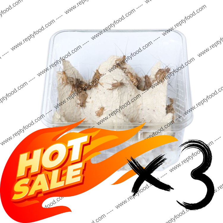 3 x DOSI ACHETA MEDI - INSETTI DA PASTO