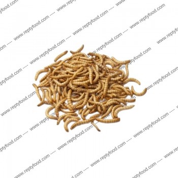 TARME DELLA FARINA- INSETTI DA PASTO