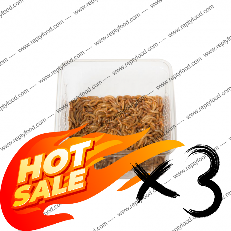 3 BOX TARME DELLA FARINA - INSETTI DA PASTO