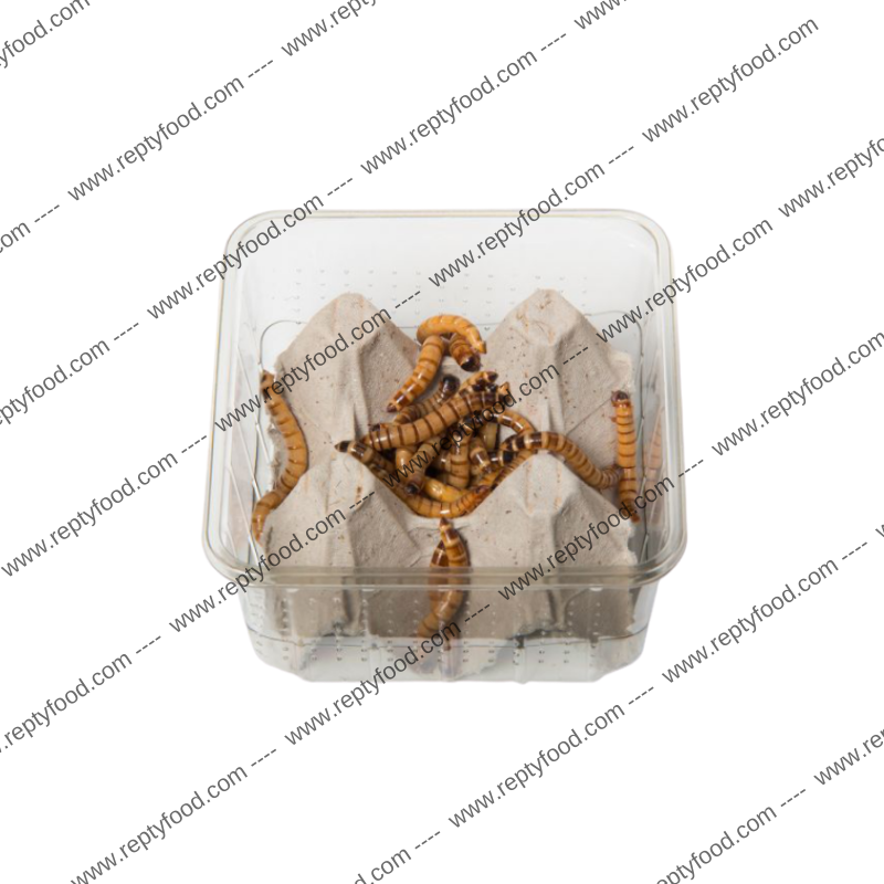 3 BOX CAIMANI (Zophobas Morio) - INSETTI DA PASTO