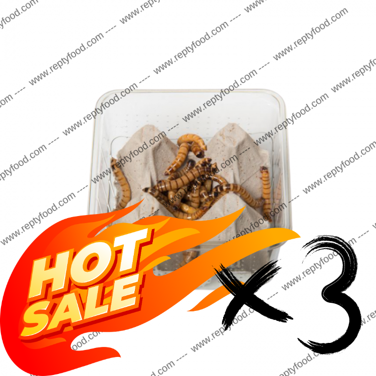 3 BOX CAIMANI (Zophobas Morio) - INSETTI DA PASTO