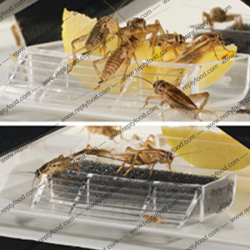 TERRA EXOTICA CRICKET PEN SMALL - CONTENITORE GRILLI